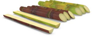 Commercial Juicer for Sugar Cane. High torque for tough sugar cane.