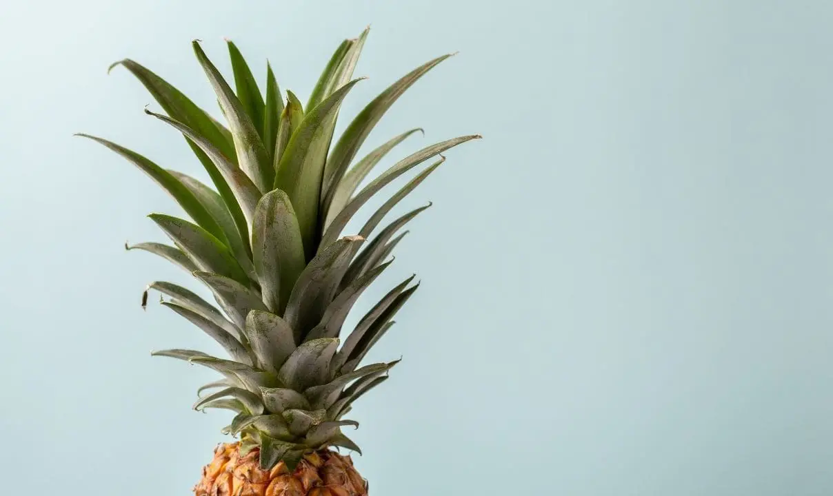 How Is the Pi&ntilde;abar Creating the Freshest in-Store Experience