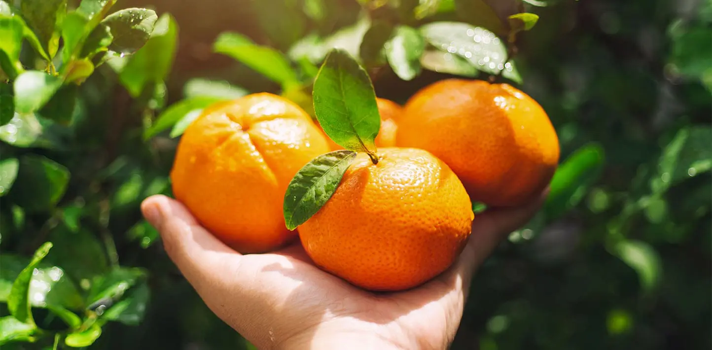 Overcoming-the-Orange-Price-Crisis-with-Juicernets-Freshn-Squeeze-Multi-Fruit-Juicer