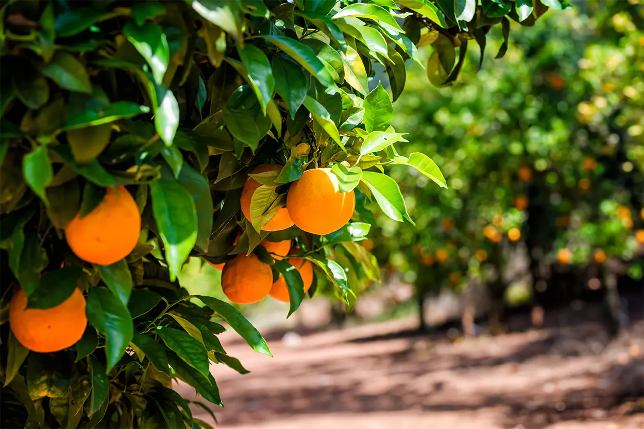 Orchard to purchase the oranges that you can use with your commercial orange juicer