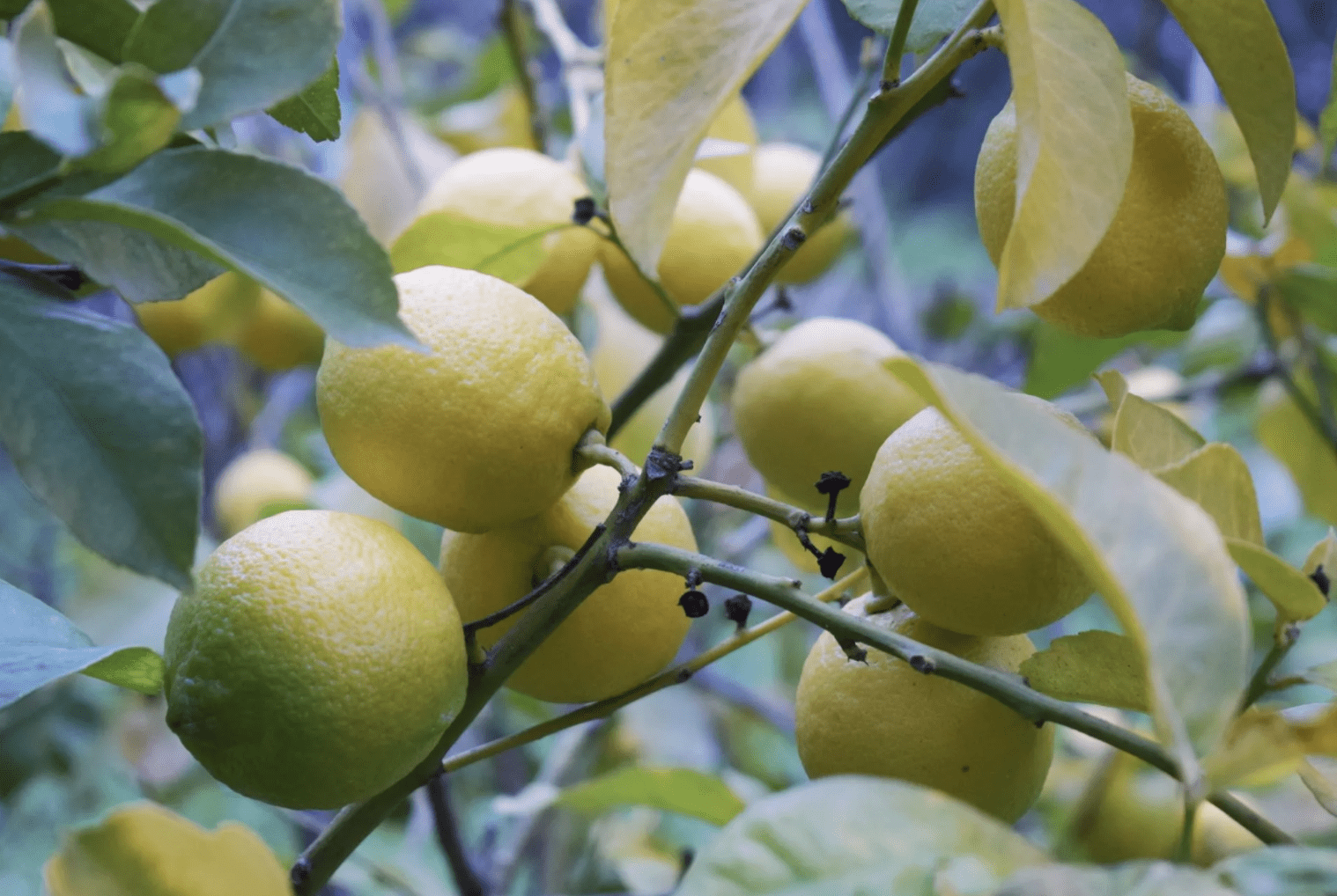 Lemon Master Cleanse (a.k.a. the Lemonade Diet)