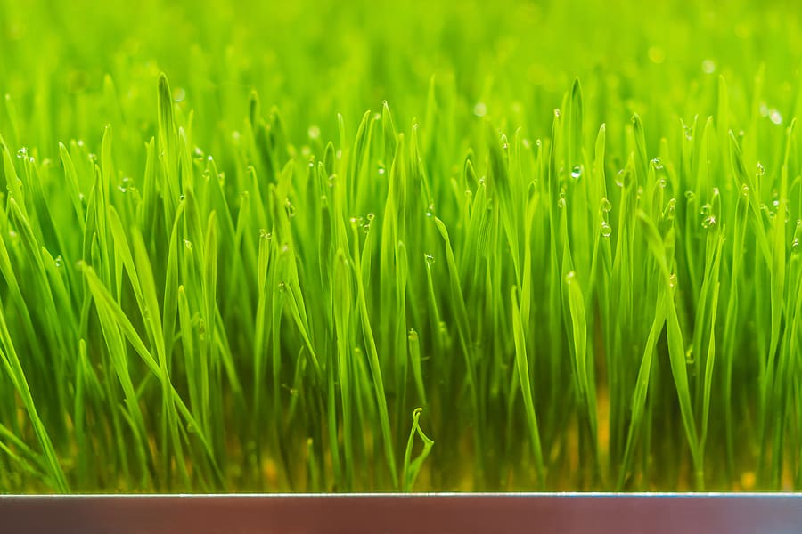 The Benefits of Wheatgrass